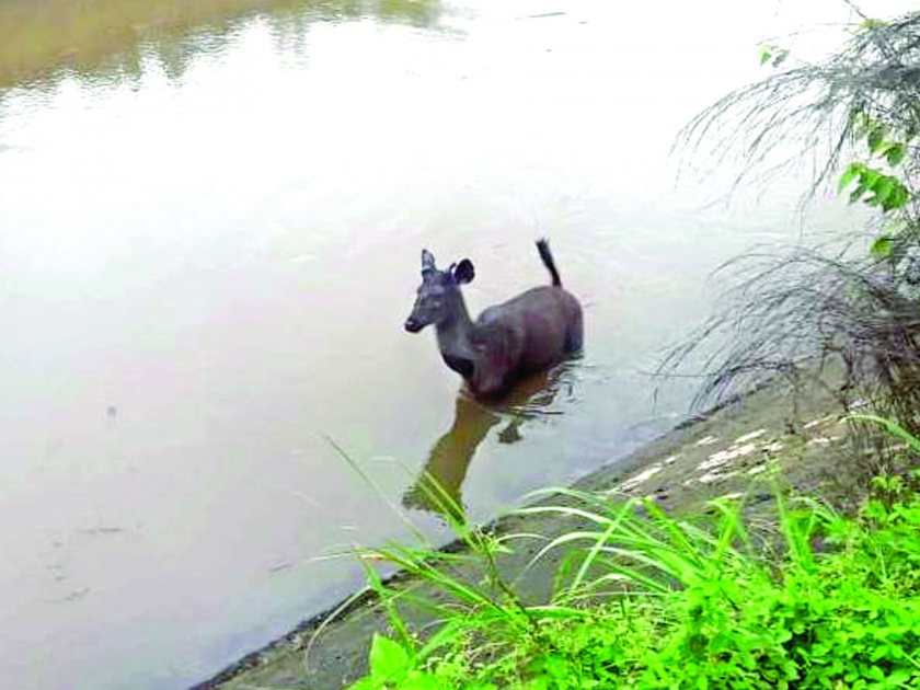 Sindhudurg: Sambhara in the canal alive | सिंधुदुर्ग : कालव्यात पडलेल्या सांबराला जीवदान