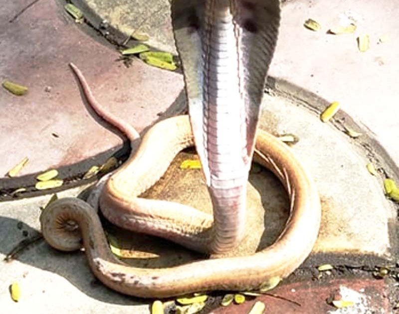 Abb ... a snake called 'scale les cobra' found in Solapur | अबब...सोलापुरात आढळला ‘स्केल लेस कोबरा’ नावाचा नाग