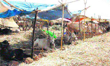 Fodder camp for 150 cattle in drought-hit areas | दुष्काळी तालुक्यात १५० जनावरांसाठी चारा छावणी