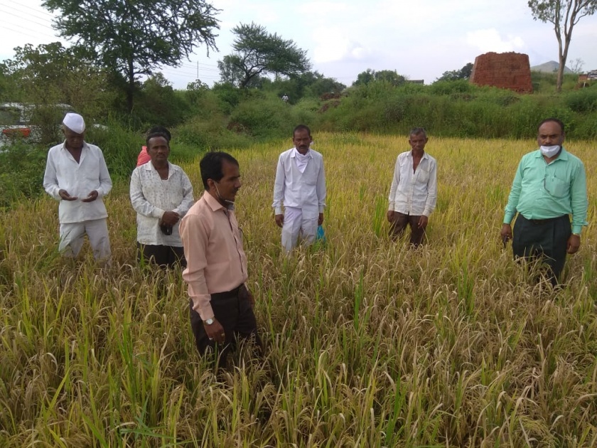 Rice growers worried about white rot disease | पांढराटाका रोगाने भात उत्पादक चिंतीत