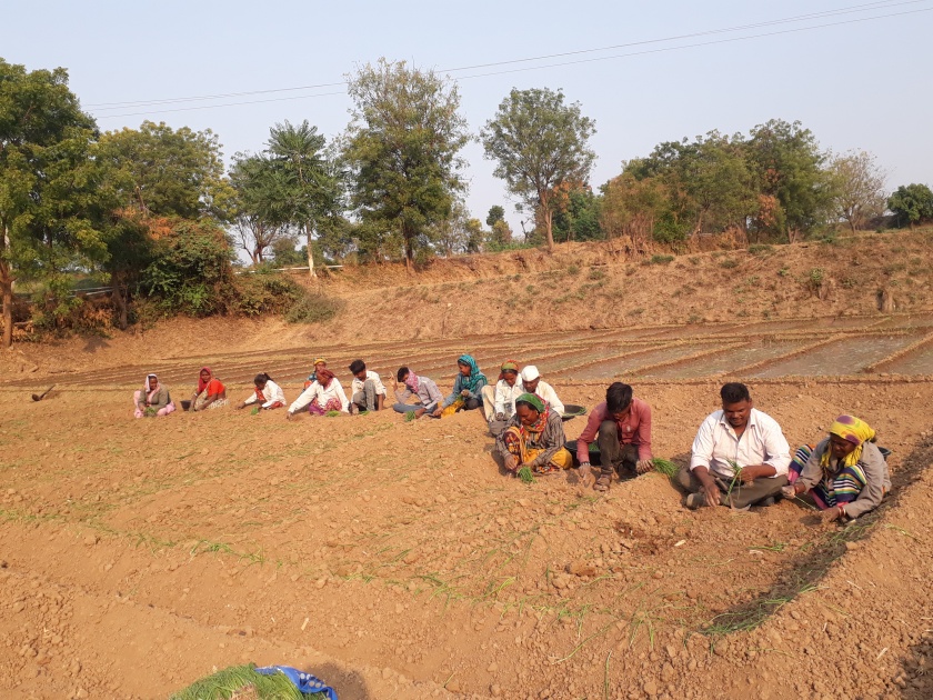 Accelerate onion cultivation in Watar area | वटार परिसरात कांदा लागवडीला वेग