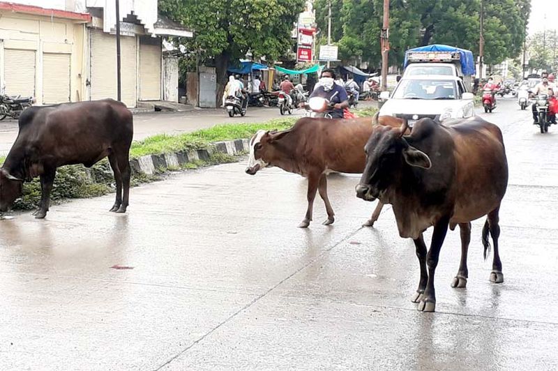 Mokat animals grabbed the citizens | मोकाट जनावरांनी नागरिकांना धरले वेठीस