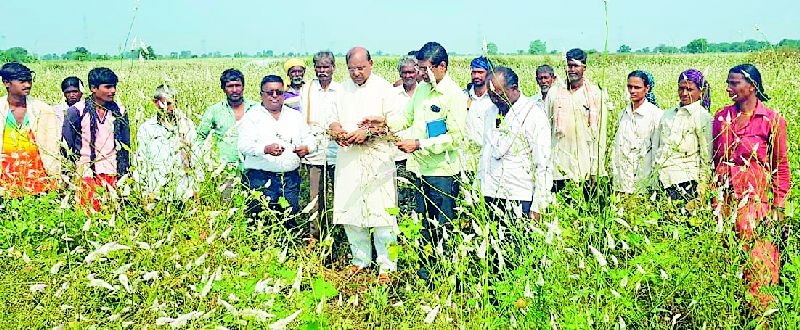 Inspection of damaged fields by MPs | खासदारांकडून नुकसानग्रस्त शेतांची पाहणी