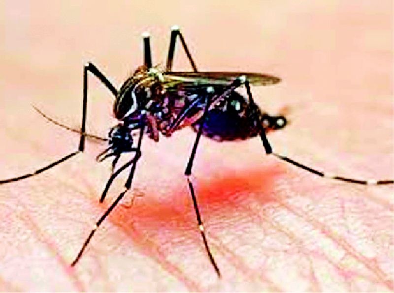 Health department dengue denies single death | आरोग्य विभागाच्या लेखी डेंग्यूने एकच मृत्यू!