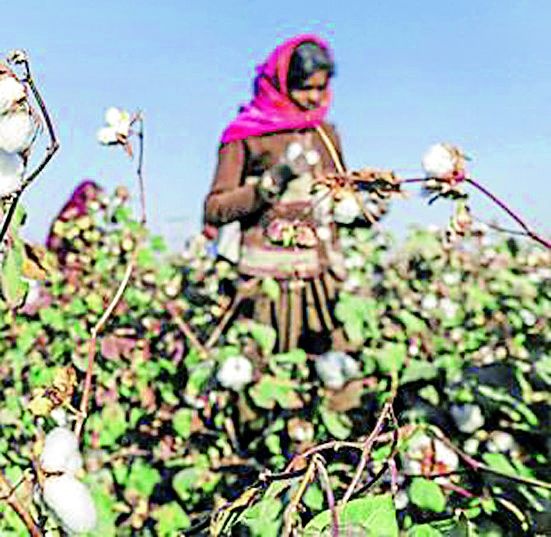 Crisis on labor intensive cotton workers | मजुरांच्या मानसिकतेचे कापसावर संकट