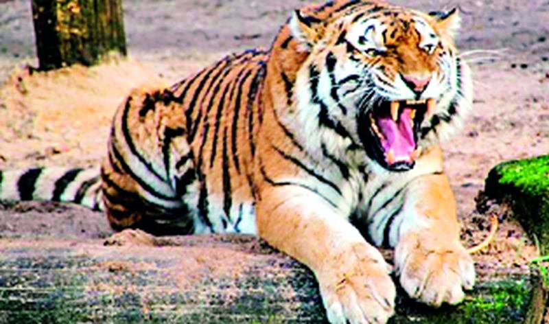 A tiger roams in Andharwadi farm | अंधारवाडी शेतशिवारात वाघाचा वावर