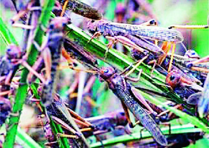 Be vigilant to prevent potential locusts | संभाव्य टोळधाड रोखण्यासाठी सतर्क रहा