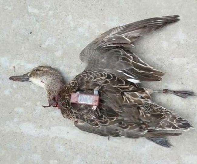 Pakistani spy bird were killed by local birds in bihar | पाकिस्तानसाठी हेरगिरी करणाऱ्या पक्ष्याला स्थानिक पक्ष्यांनी मारले