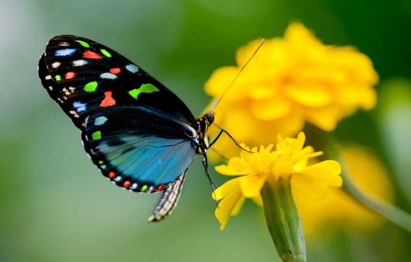 One butterfly gives life to 10 plants | एक फुलपाखरू १० झाडांना देते नवजीवन; सप्टेंबर ‘बटरफ्लाय मंथ’