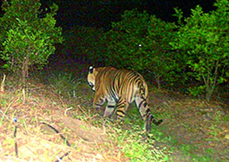 Lack of coordination is an obstacle in identifying the tiger | वाघाची ओळख पटविण्यासाठी ‘समन्वयाचा अभाव’ ठरतोय अडथळा