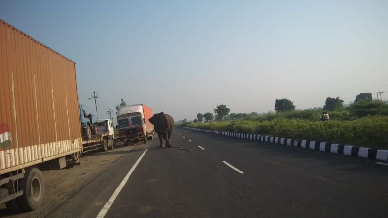 elephant hits Nagpur-Hyderabad highway; Woman killed, one injured | सैराट झालेल्या हत्तीमुळे नागपूर-हैदराबाद महामार्गावर पळापळ; महिला ठार, एक जखमी