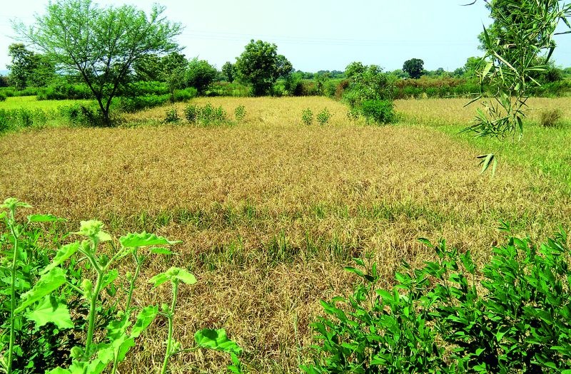 Say, this year, the rice crop is the best! bluff of Agriculture Department | म्हणे, यंदा धानाचे पीक उत्तम! कृषी विभागाचा जावईशोध