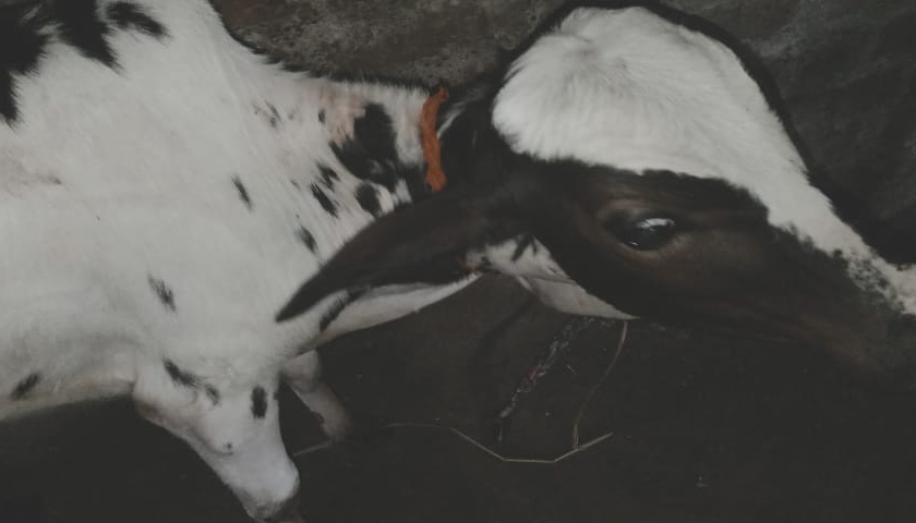 Attack on the calf with a nibble | बिबट्याने केला वासरावर हल्ला