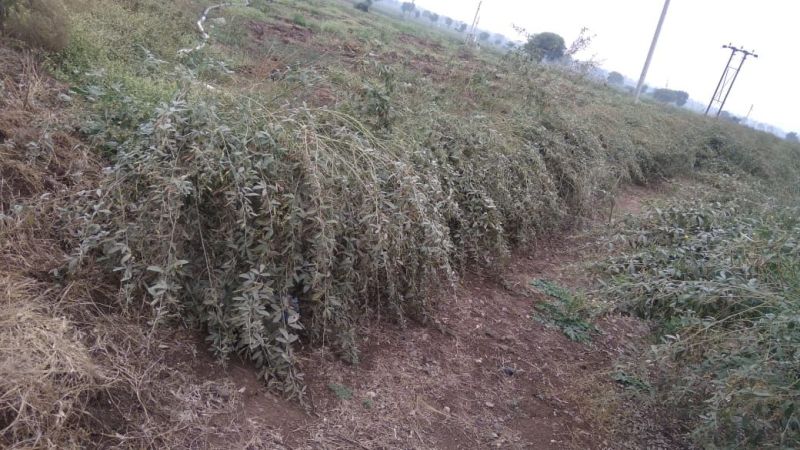 Unseasonal rains hit crops in Akola district | अवकाळी पावसाचा पिकांना फटका