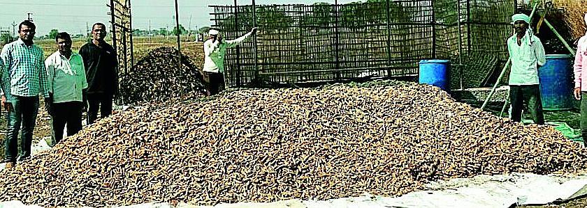 Salted turmeric has made the farmer rich | खारपाणपट्ट्यात हळदीने केले शेतकऱ्याला समृद्ध