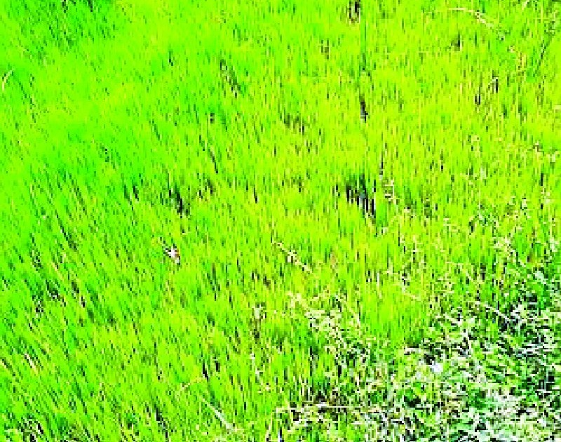 Insect infestation on vegetable crops with summer paddy | उन्हाळी धानासह भाजीपाला पिकांवर किडींचा प्रादूर्भाव