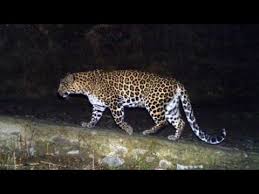 One injured in a leopard attack in Vadabara | वडबारे येथे बिबट्याच्या हल्ल्यात एक जखमी