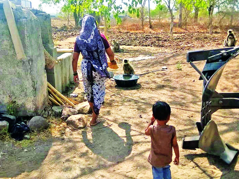 Farmer's family give water to monkeys everyday | शेतकरी कुटूंबाची भूतदया;  माकडांच्या कळपास दररोज पाजतात पाणी 