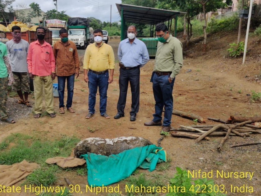 The body of a Bibat female was found in Chittagong Shivara | चितेगाव शिवारात बिबट मादीचा मृतदेह आढळला