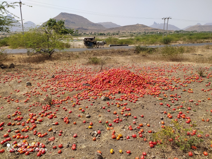 Not getting rates, tomatoes were thrown on the road | दर मिळत नसल्याने टमाटा फेकला रस्त्यावर