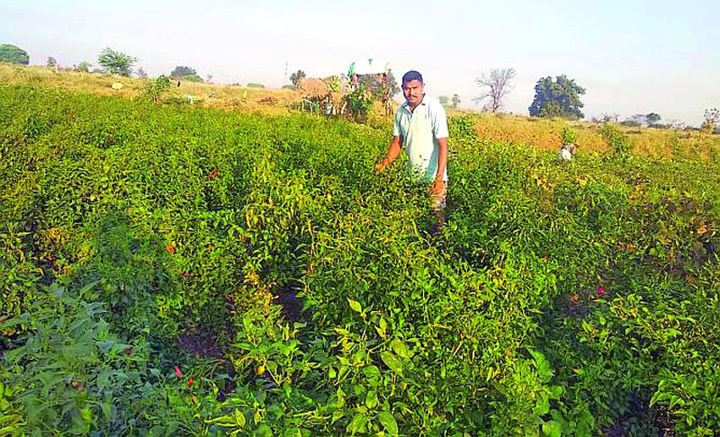 Jawana became a farmer and flourished | जवानाने किसान बनून फुलविली नफ्याची शेती