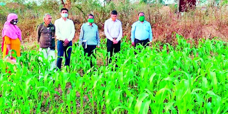 Sorghum cultivation flourished by farmers in the district | जिल्ह्यात शेतकऱ्यांनी फुलविली ज्वारीची शेती