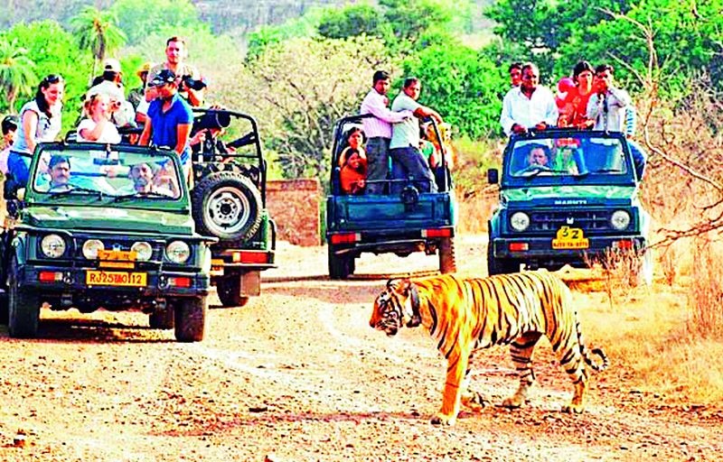 275 tourists go on a jungle safari | २७५ पर्यटकांनी केली जंगल सफारी