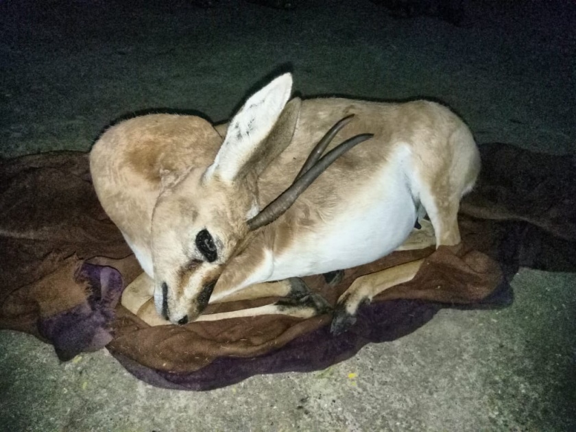 Chinkara deer hunting in Mohajdevdhe village in Pathardi taluka | पाथर्डी तालुक्यातील मोहजदेवढे गावी चिंकारा हरणाची शिकार