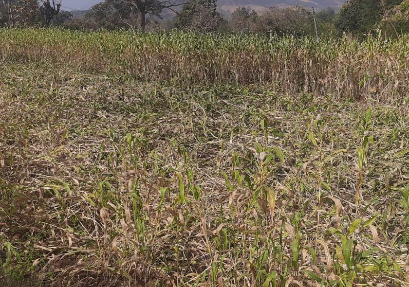 Large loss of sorghum due to infestation of ranukars in Y taluka | वाई तालुक्यात रानडुकरांच्या उपद्रवामुळे ज्वारीचे मोठे नुकसान