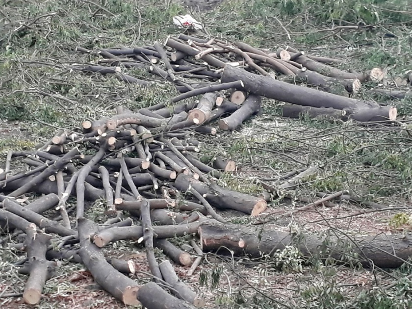 Slaughter of hundreds of trees ...! | शेकडो वृक्षांची कत्तल...!
