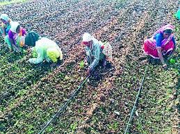 Shortage of summer onion seeds in Sinnar taluka | सिन्नर तालुक्यात उन्हाळ कांदा बियाणांची टंचाई