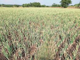Hazardous weather threatens crop crops | ढगाळ वातावरणामुळे शेतातील पिके धोक्यात