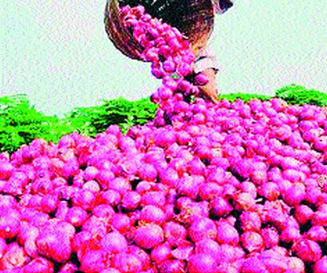 Signs of onion production growth this year! | यंदा कांदा उत्पादन वाढीचे संकेत !