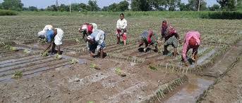 Onion cultivation on 50,000 hectares is likely to decrease in the district | जिल्हयात ५० हजार हेक्टरवरील कांदा लागवड घटण्याची शक्यता