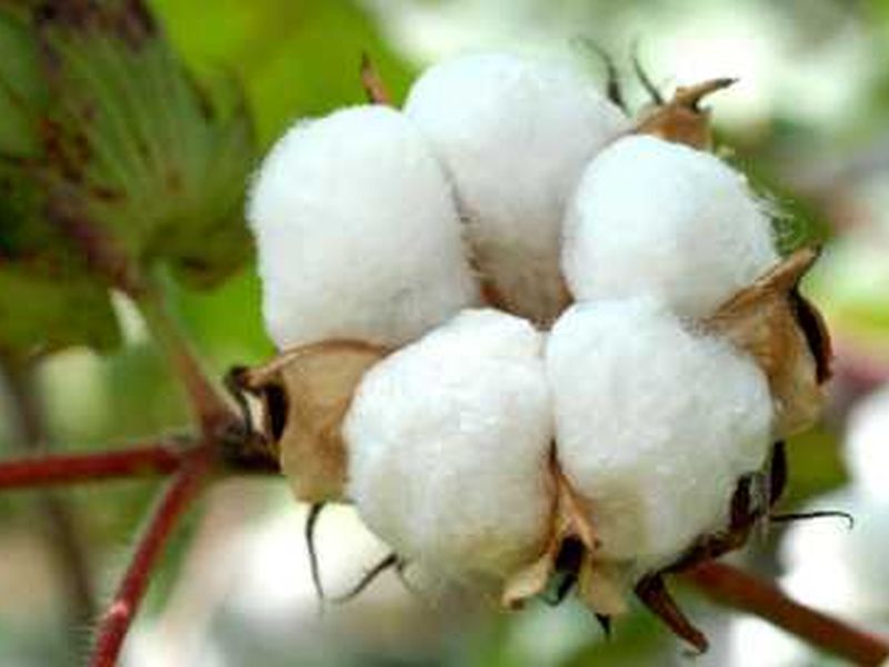 Farmers cultivate cotton in Dhule district tomorrow | धुळे जिल्ह्यात शेतकऱ्यांचा कापूस लागवडीकडे कल