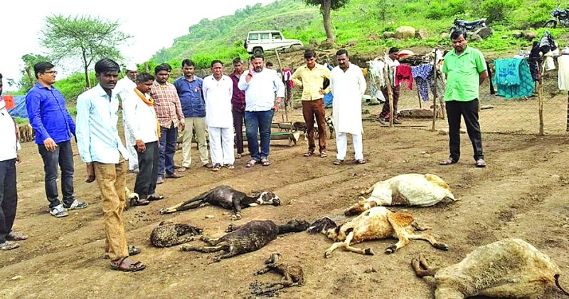 One and a half thousand sheep were died in Lakhanwada area | लाखनवाडा परिसरात दीड हजार मेंढ्या दगावल्या