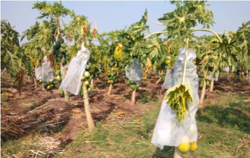 No tricks of farmers to protect papaya crop | पपई पिकाच्या रक्षणासाठी शेतकऱ्यांच्या ना ना क्लृप्त्या