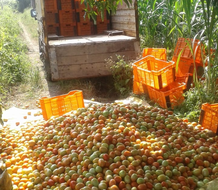  One and a half tomatoes! | टमाटा दीड रुपये किलो !