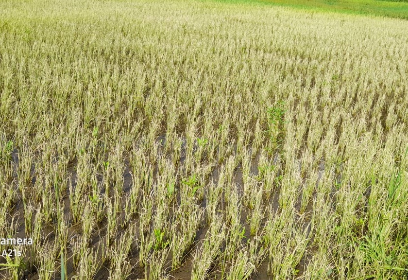 Rice farming in crisis due to growing diseases! | वाढत्या रोगराईने भात शेती संकटात !
