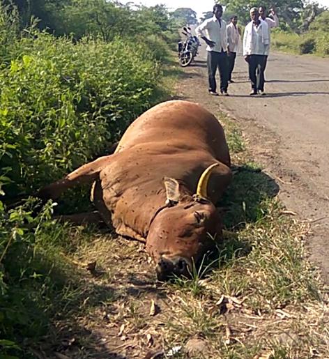 Parbhani: 25 animals buried in a month | परभणी : महिनाभरात दगावली २५ जनावरे