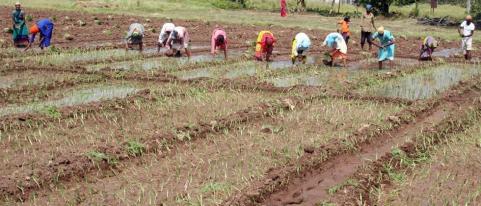 The cultivation of red onion is dull | लाल कांद्याची लागवड खोळंबली