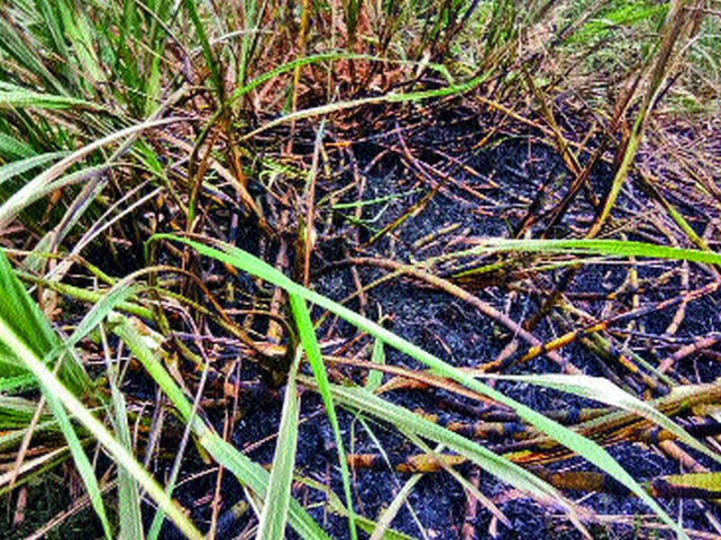 Three lakhs of losses: Shardraschit fire in Baglan, fire up 1.5 acres of sugarcane | तीन लाखांचे नुकसान : बागलाणमध्ये शॉर्टसर्किटने आगीचे सत्र सुरूच दीड एकर ऊस भस्मसात