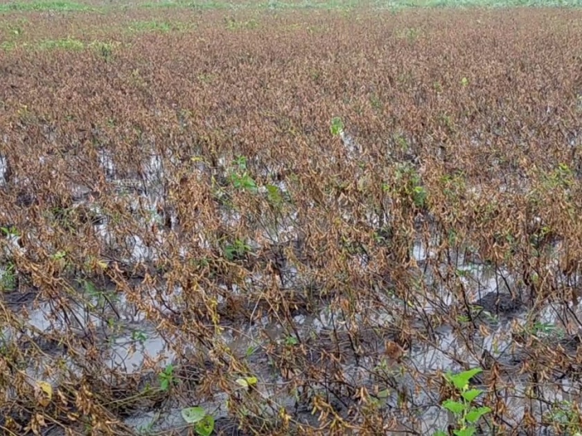 Major damage to kharif crops due to rains in Shindwad area | शिंदवड परिसरात पावसाने खरिप पिकांचे मोठे नुकसान