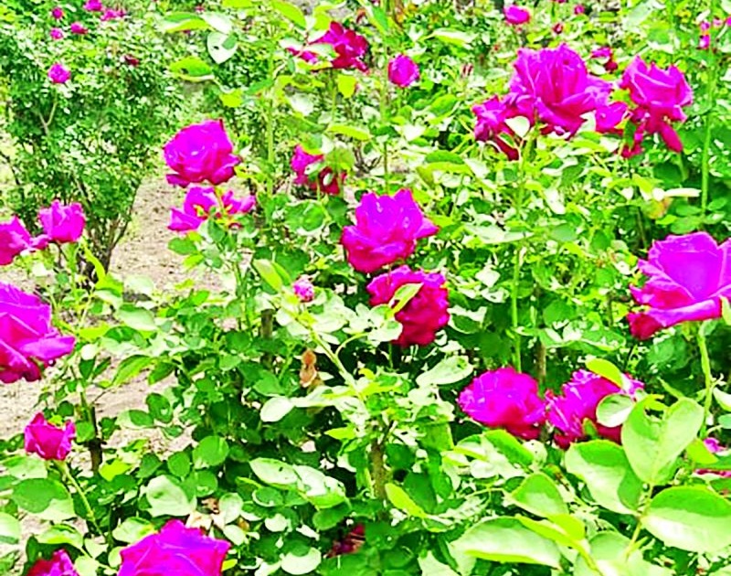 A graduate youth from Risod planted a flower garden in a field of ten gunthas! | रिसोड येथील पदवीधर युवकाने दहा गुंठे शेतात फुलविली फुलबाग !
