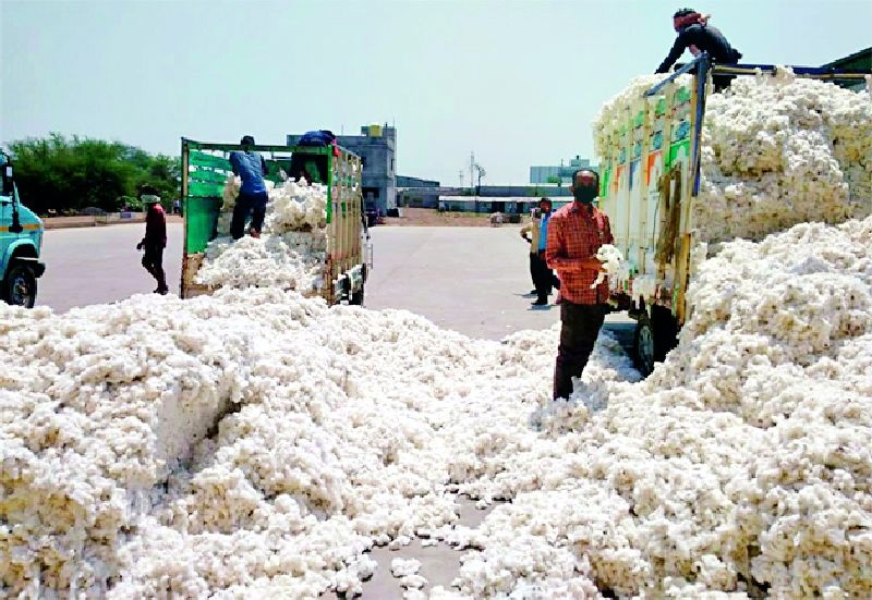 Purchase of 31.94 lakh quintals of cotton | ३१.९४ लाख क्विंटल कापसाची खरेदी
