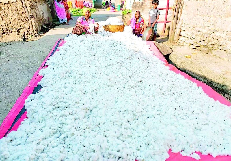 Time to dry cotton on farmers | शेतकऱ्यांवर कापूस सुकविण्याची वेळ