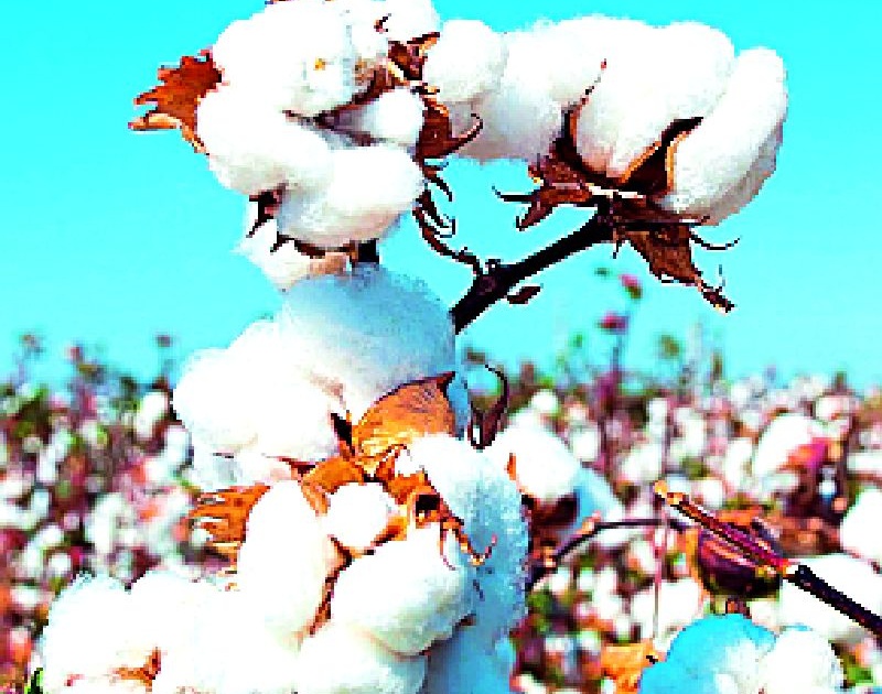 The cotton reached at 6200 | कापूस पोहोचला ६२०० वर