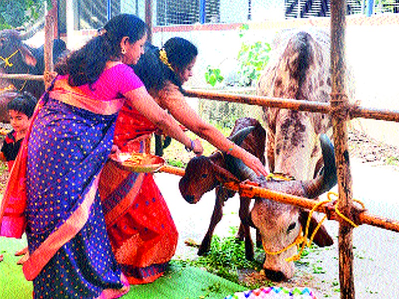 Start of Diwali festival; Cattle and calf worship | दीपोत्सवाला प्रारंभ ;  गोशाळांमध्ये  गायी-वासरांची पूजा