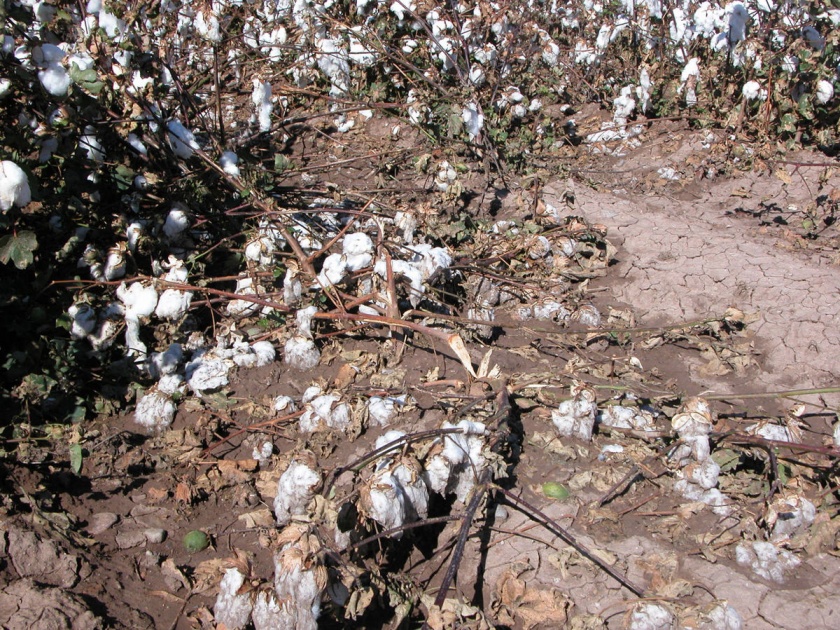 Cotton production decreased by half in Vidarbha | बोंडअळीने देशातील कॉटन इंडस्ट्रीज अडचणीत; कापसाचे उत्पादन निम्म्याने घटले