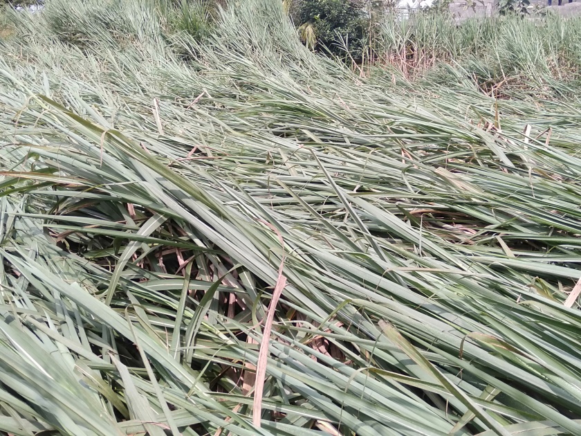 Rain-removed sugarcane growers grow farmers! | पावसाने काढलं ऊस उत्पादक शेतकऱ्यांचं दिवाळं !
